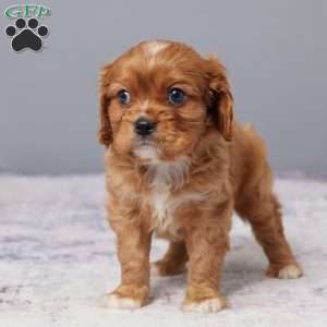 Chase, Cavalier King Charles Spaniel Puppy
